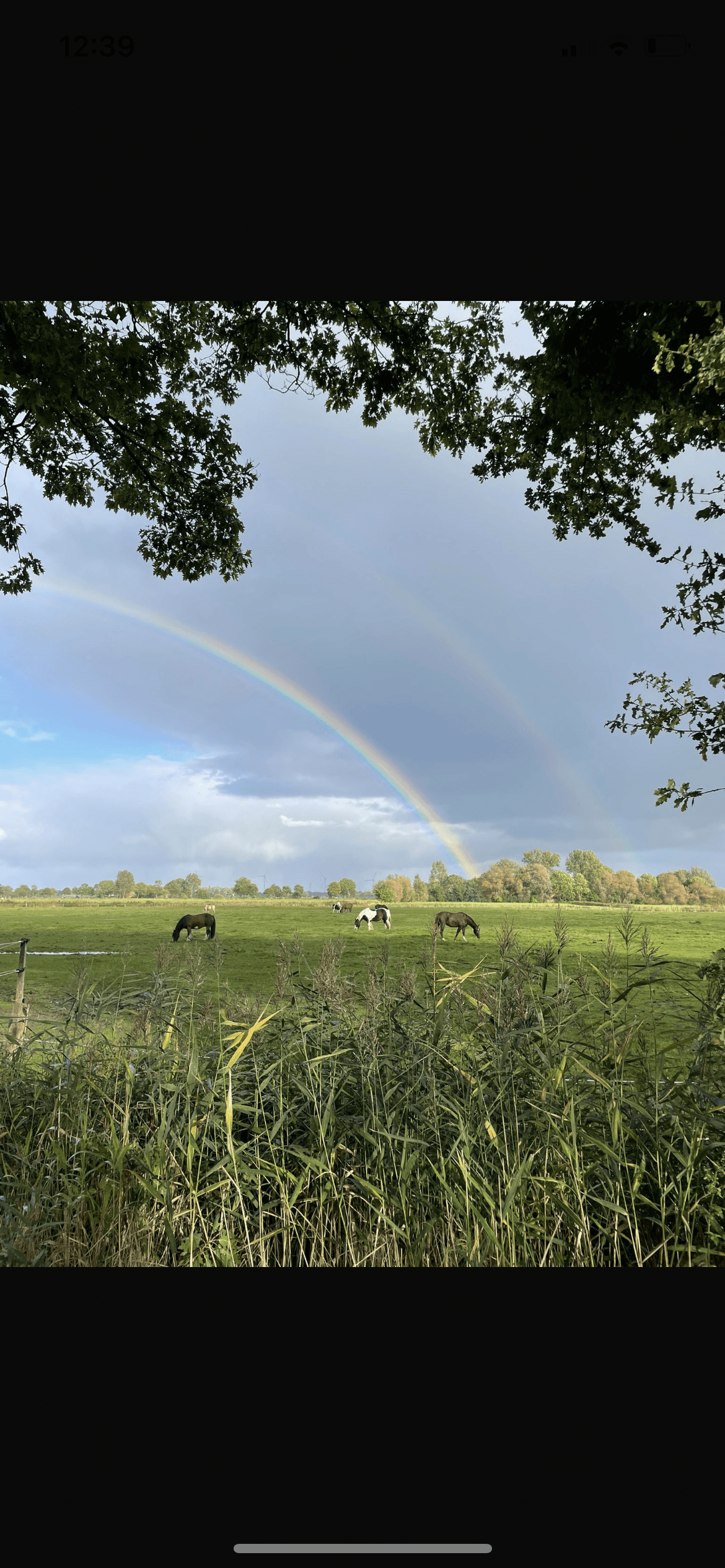 Pferde auf der Weide