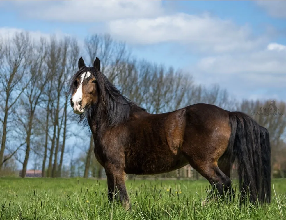 Pferd auf der Weide